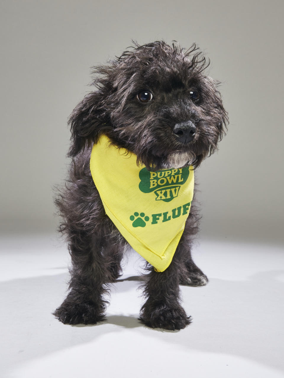 <p>Team: Fluff<br> From: Badass Brooklyn Animal Rescue<br> (Photo: Animal Planet) </p>