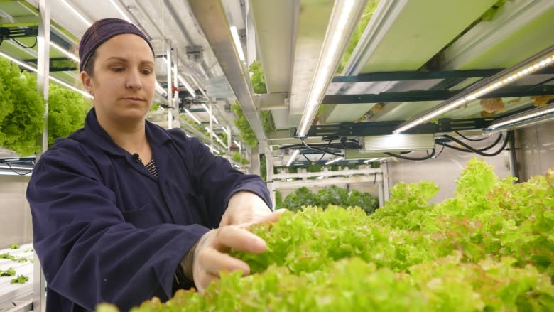 Hydroponic produce is blooming in Churchill, Man.