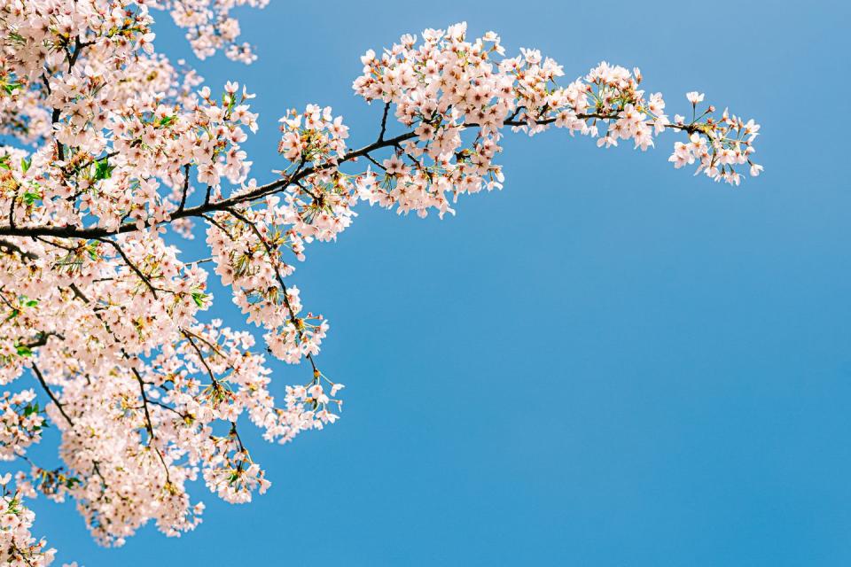 sakura blossom against blue sky in spring white cherry blossom background