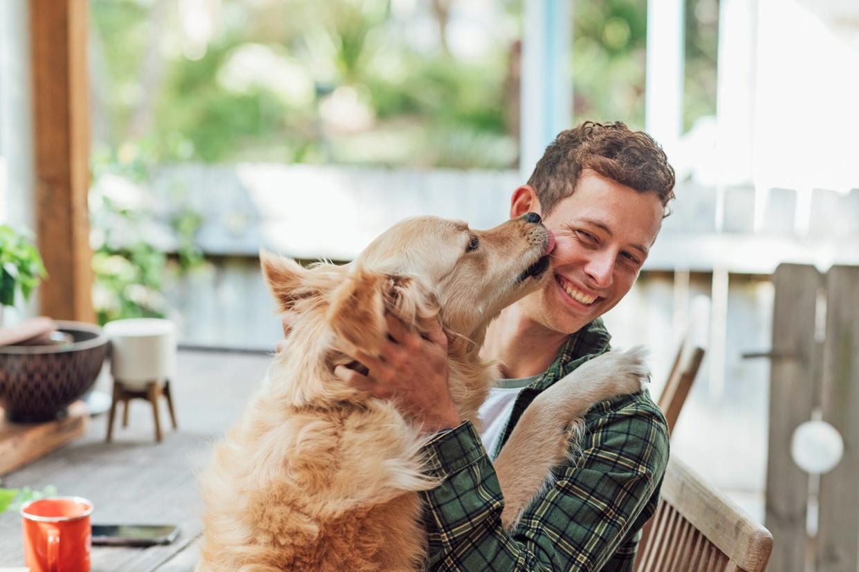 dog kissing a young man wearing a green flannel