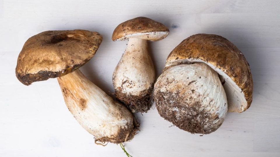 in this photo illustration three freshly picked boletus