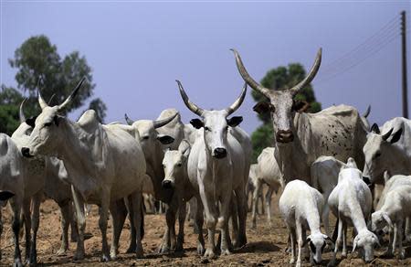 Cattle graze in Zango, Zango-kataf local govt, Kaduna State March 22, 2014. REUTERS/Afolabi Sotunde (