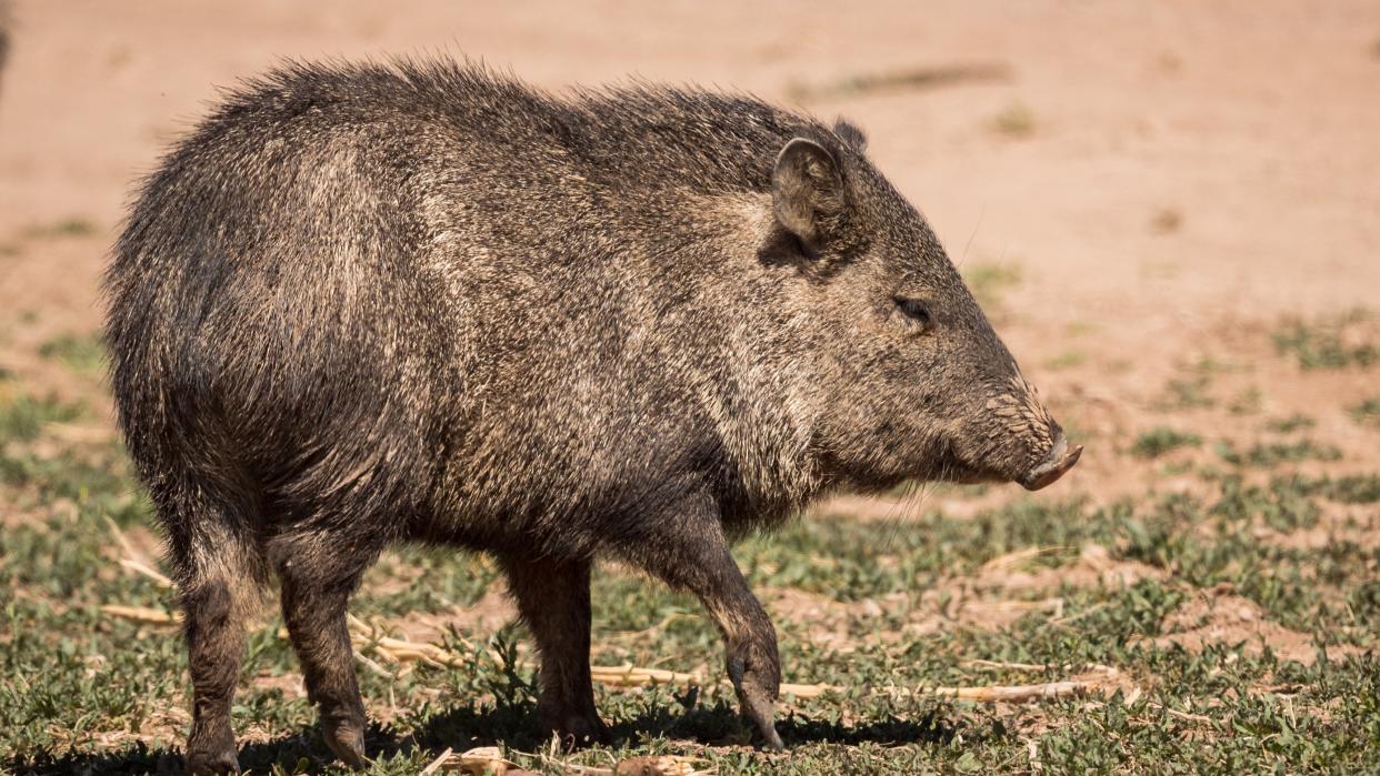 A javelina in the desert. 