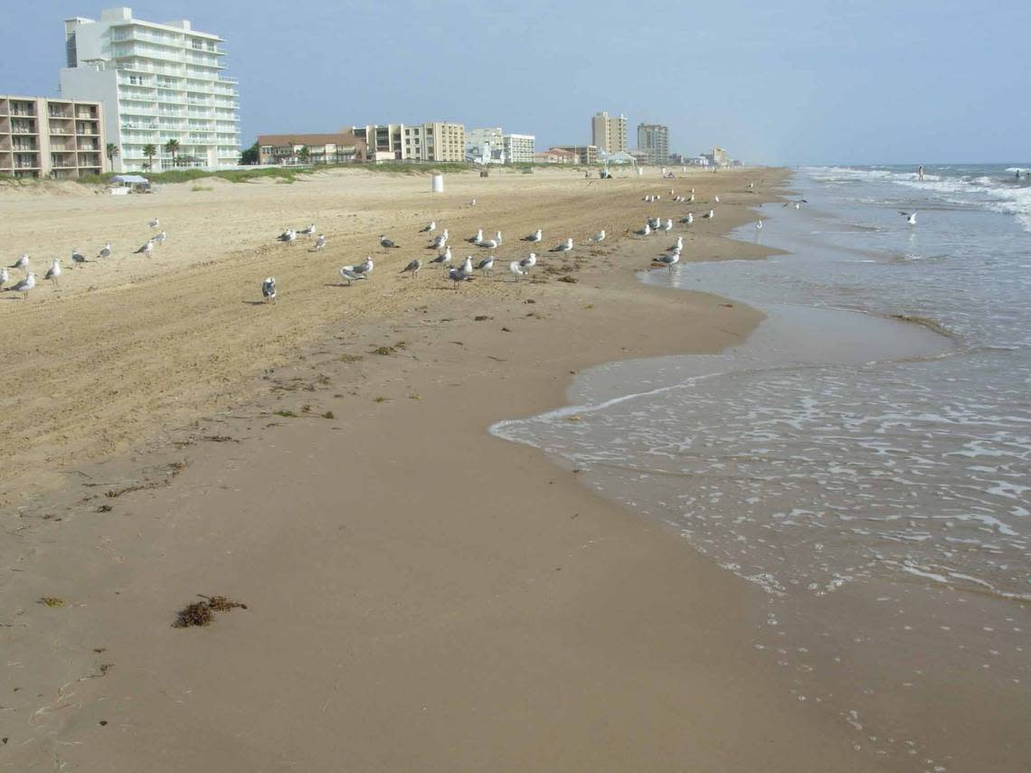 Gulls, gulls, gulls! But not a lot of people on South Padre Island in the fall.
