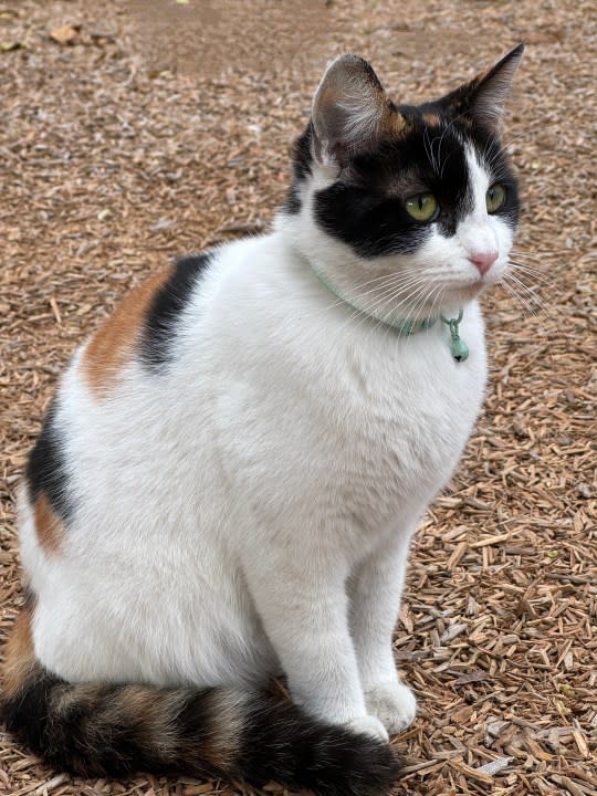 Cat in wood chips.