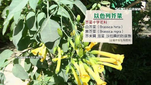 台南市一家4口疑似誤食「以色列芥菜」。（圖／翻攝自聖光聖經地理資訊網）