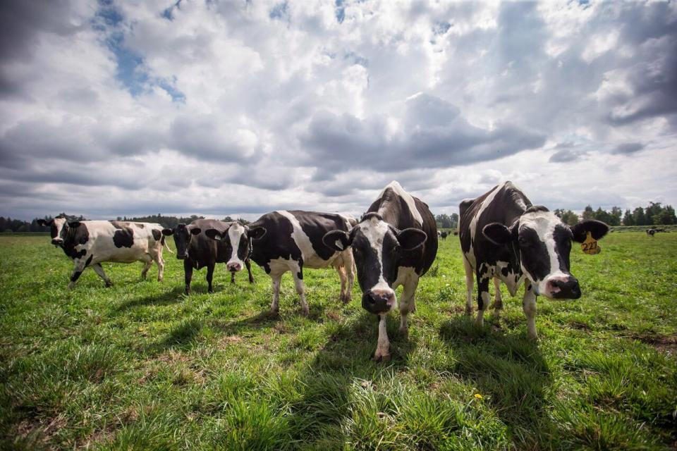 Dairy cows walk in a pasture at Nicomekl Farms, in Surrey, B.C., on Thursday August 30, 2018. New research from the University of British Columbia suggests dairy cows show personality traits like pessimism and optimism from a young age and their inherent outlook can predict their ability to cope with stress.THE CANADIAN PRESS/Darryl Dyck