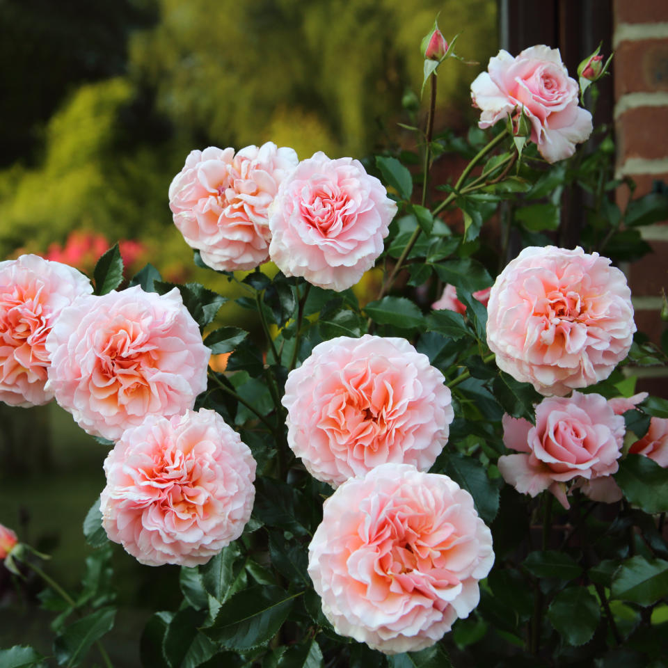 Pink roses in a garden