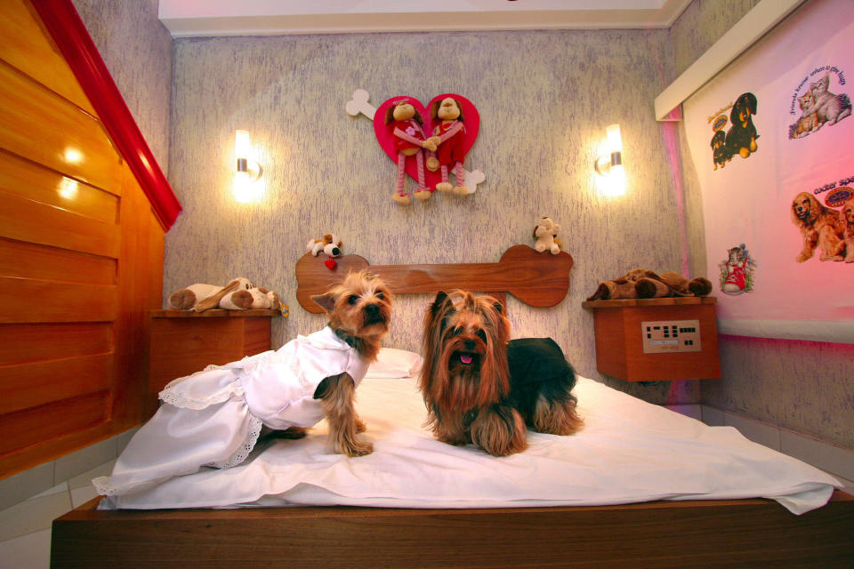 Two Yorkshire terriers Billy (R) and Jully (L), sit on the bed at a pet motel in Sao Paulo August 26, 2005. REUTERS/Fernando Cavalcanti