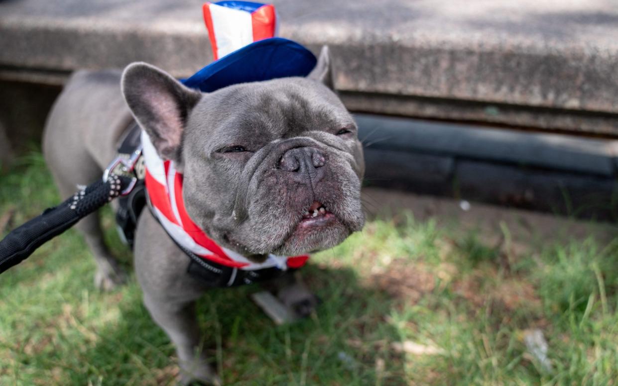 Luna the French Bulldog is dressed in red, white, and blue during the National Independence Day Parade in Washington