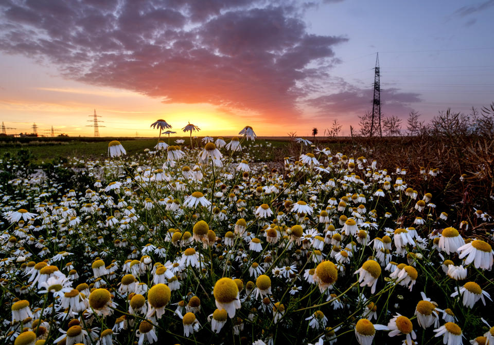 Marguerites in bloom blanket a field as the day breaks on the outskirts of Frankfurt, Germany, June 29, 2024. (AP Photo/Michael Probst, File)