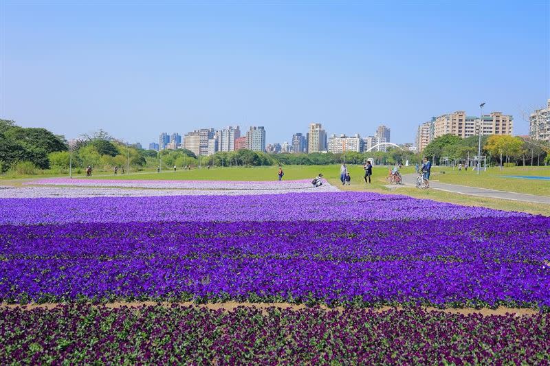 紫色花毯覆蓋古亭河濱公園超浪漫。(圖／台北市水利處提供）