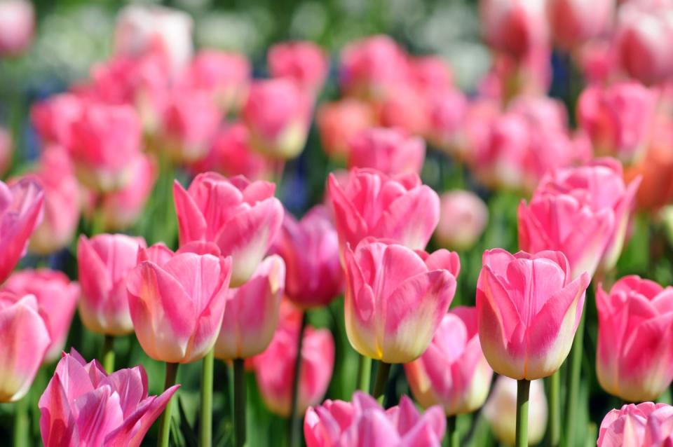 pink tulips