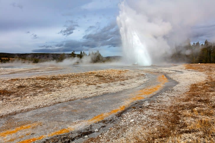 Daisy Geyser erupts in Yellowstone's Upper Geyser Basin