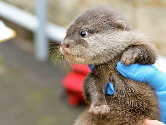 The otter pups were born on June 19, 2012. Shown here, an 8-week old pup at the Perth Zoo.