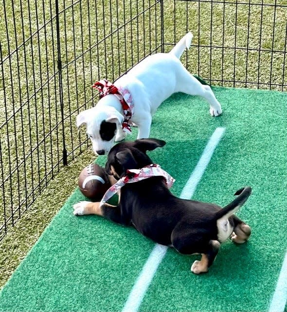 Cape Coral Animal Shelter is hosting a Puppy Bowl in advance of the Super Bowl.