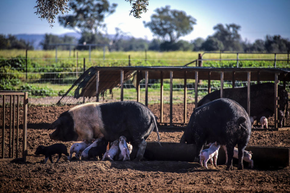 Piglets suckle from sows at a free range pig farm near Gunnedah, New South Wales, Australia, on Wednesday, May 27, 2020. After Prime MinisterÂ Scott Morrisonâs government last month initiated calls for an independent probe into the origins of the coronavirus pandemic, Beijing responded by claiming Australia was doing Trumpâs bidding, and its embassy in Canberra warned that Chinese consumers could choose to boycott the nationâs exports. Photographer: David Gray/Bloomberg