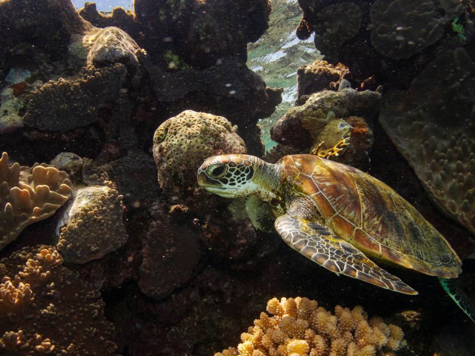 Turtles in Great Barrier Reef.JPG