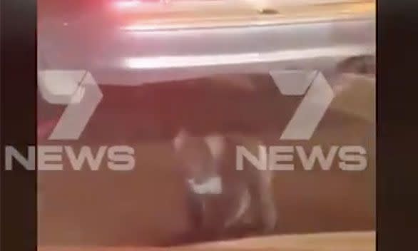 The brave marsupial pauses briefly in the middle of the highway. Source: 7 News