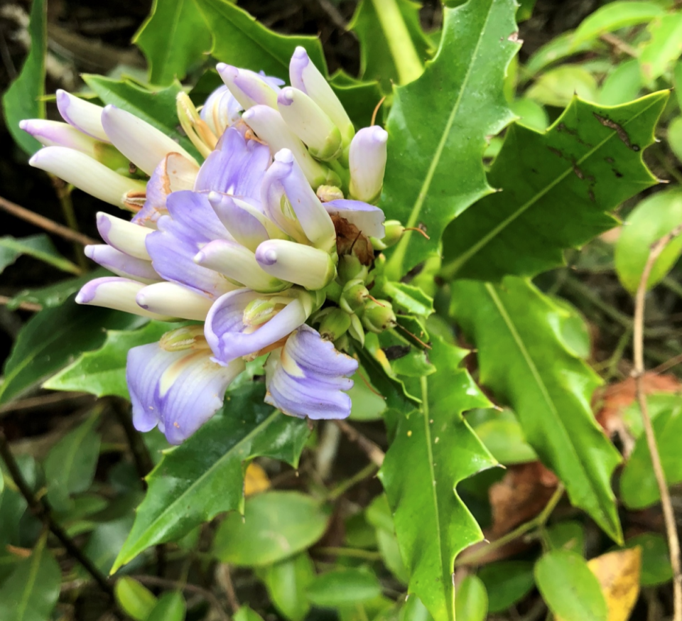 老鼠簕Acanthus ilicifolius L. （2018年5月13日 西貢海下灣海岸公園）