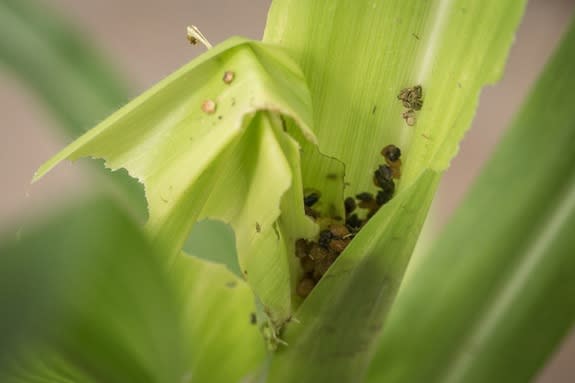 Fall armyworm caterpillars (<em>Spodoptera frugiperda</em>) feed on corn leaves and crevasses where the leaves meet the stalks.