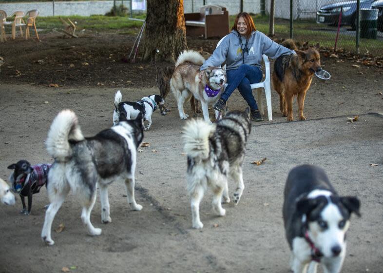 ENCINO, CA-OCTOBER 26, 2023:Donna Angelillo, on the Board of Directors for the Friends of Sepulveda Basin Off Leash Dog Park in Encino, is surrounded by dogs at the popular dog park, including one of her own, Layla, background, left, a 3 year old Husky/Greyhound/Great Dane mix. Angelillo and others who visit the park are fighting plans for a bike path to be placed along the Los Angeles River, that they say would cut through the dog park. (Mel Melcon / Los Angeles Times)