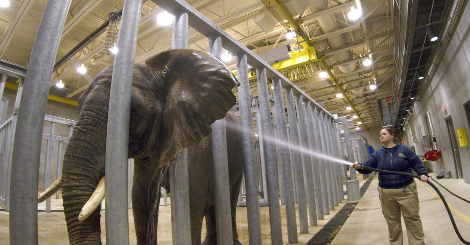 In this March 12, 2019 photo, Lisa Prado hoses down Brittany, an African elephant, at the Milwaukee County Zoo. The zoo and county recently invested $16.6 million in an expanded and updated enclosure for their two elephants. Of the 236 U.S. accredited zoos, only 62 hold elephants, according to the Association of Zoos and Aquariums, or AZA. That’s down from 77 elephants 15 years ago. (AP Photo/Carrie Antlfinger)