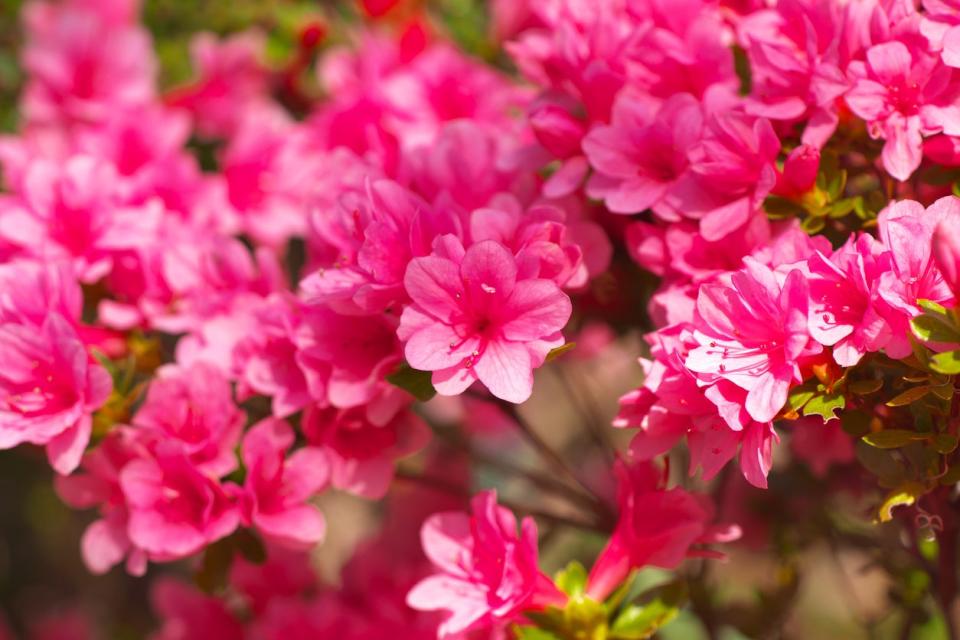 Close view of azalea blossoms on shrub. 