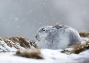 <p>A mountain hare hunkers down in a snow storm in the Cairngorm Mountains</p>