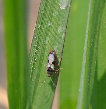 Chinch bugs are about one-sixth of an inch long and light in color, with small, black, triangular patches on their wings.