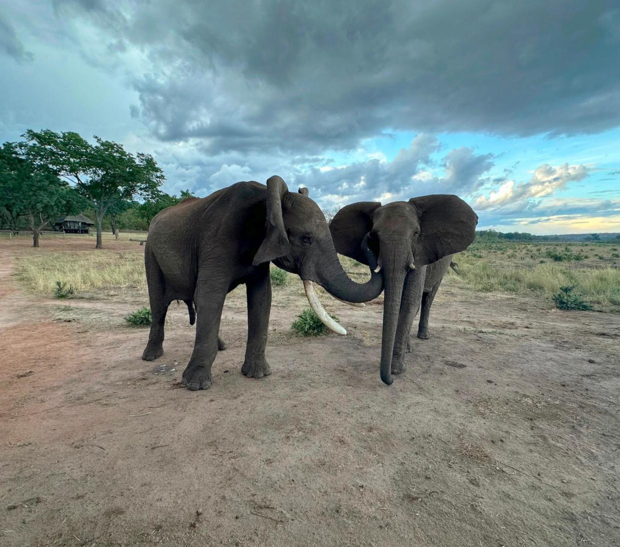 PHOTO: Doma (male) and Kariba (female) greeting. Doma touches Kariba's temporal gland while flapping his ears and Kariba holds her ears spread. (Vesta Eleuteri)