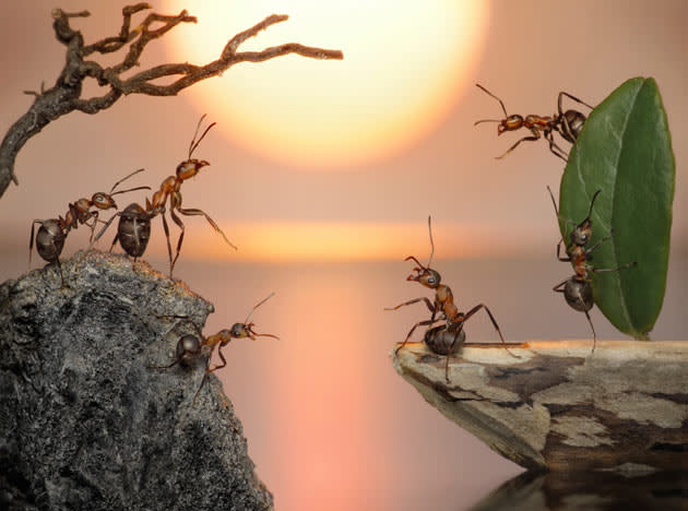 The fantasy world of ants: Photographs by Andrey Pavlov