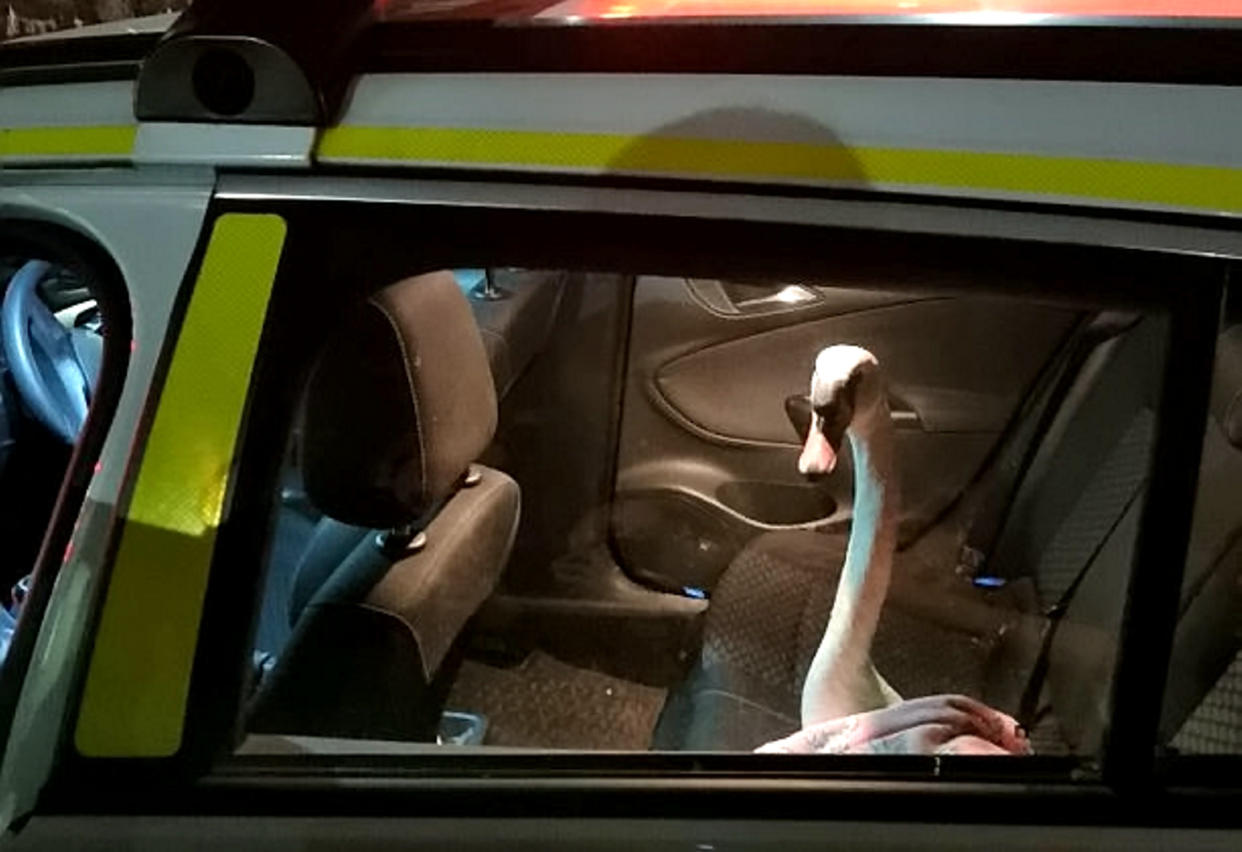 The swan was pictured in the back of a police car after being picked up on a busy road in Plymouth. (SWNS)