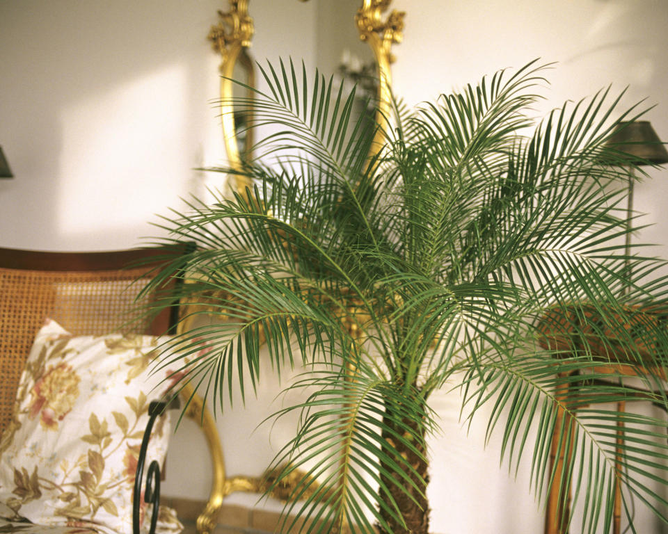 2. Pygmy date palm