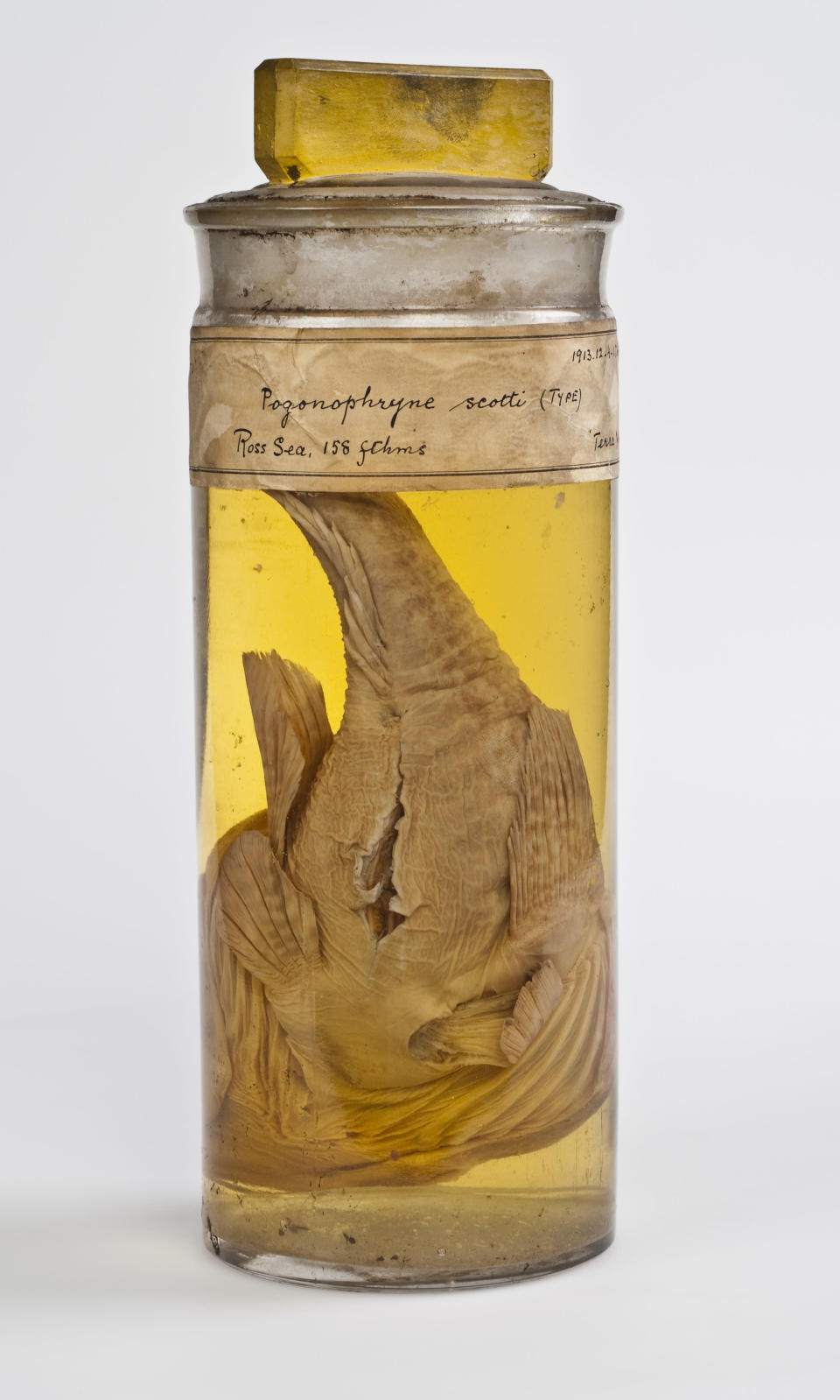 The fish Pogonophryne scotti was discovered by the Terra Nova expedition and named in honour of Scott. Pogonophryne scotti is relatively common in Antarctic waters and occurs at depths down to 1,000m. ©The Natural History Museum.