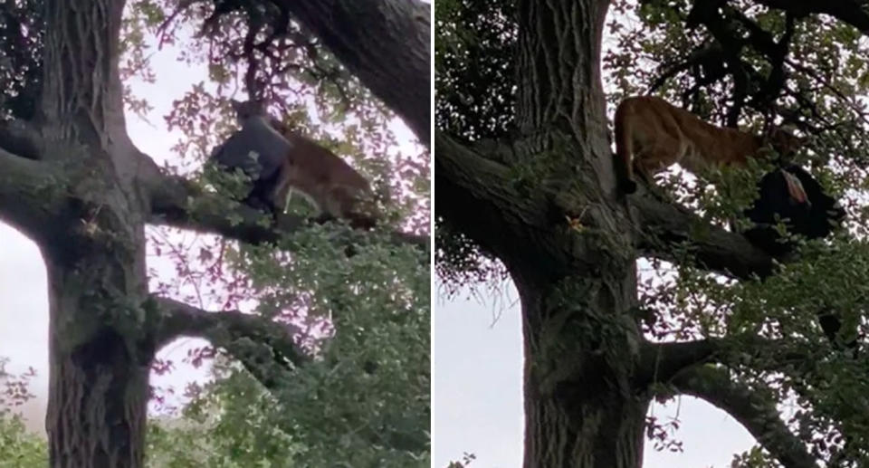 Pictured is the mountain lion up a tree holding the black bag with its mouth.