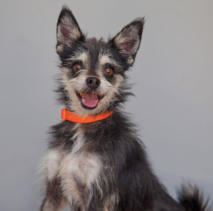 Looking to add some fun to your life? Adopt Scruffy! This adorable terrier mix is guaranteed to make you smile with his endearing, affectionate personality.   He's great with other little dogs, too, and loves to go on walks. He'll make a fine best friend for any active household!  For more information, visit <a href="http://la.bestfriends.org/">la.bestfriends.org</a> or call (818) 643-3989.  