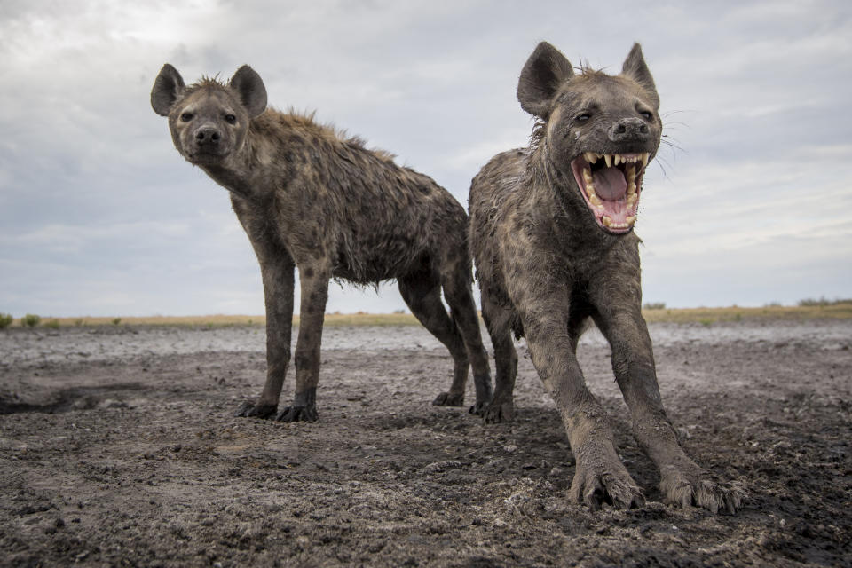 Two spotted hyenas at the Liuwa Plain National Park. (Photo: Will Burrard-Lucas/Caters News)