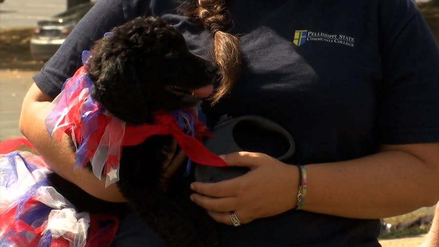 Dogs that participated in the War Dogs Memorial March.