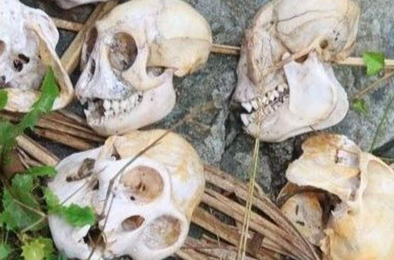 Monkey skulls were seized from houses in South Devon in a series of raids (Devon and Cornwall Police)