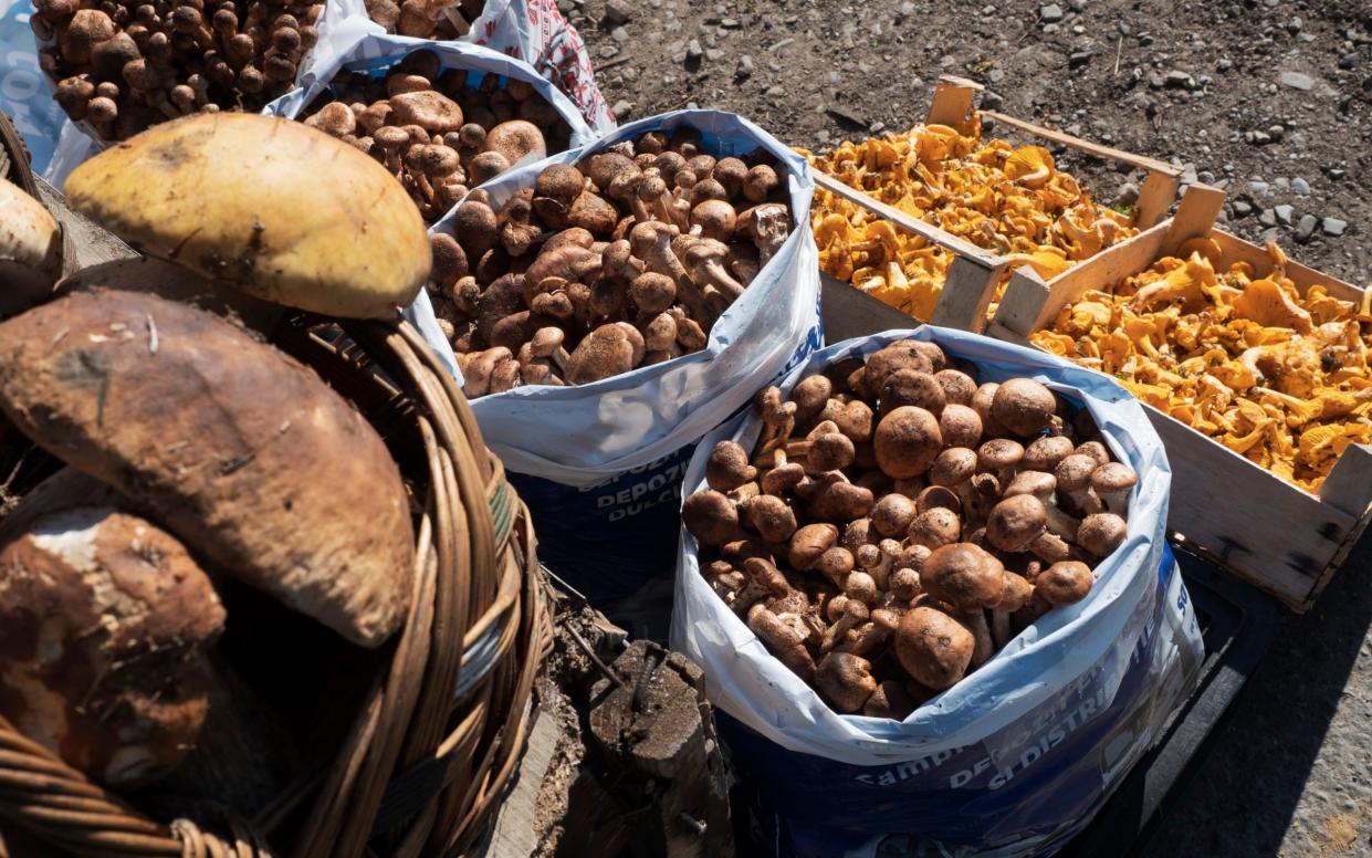 Mushrooms sold in large baskets