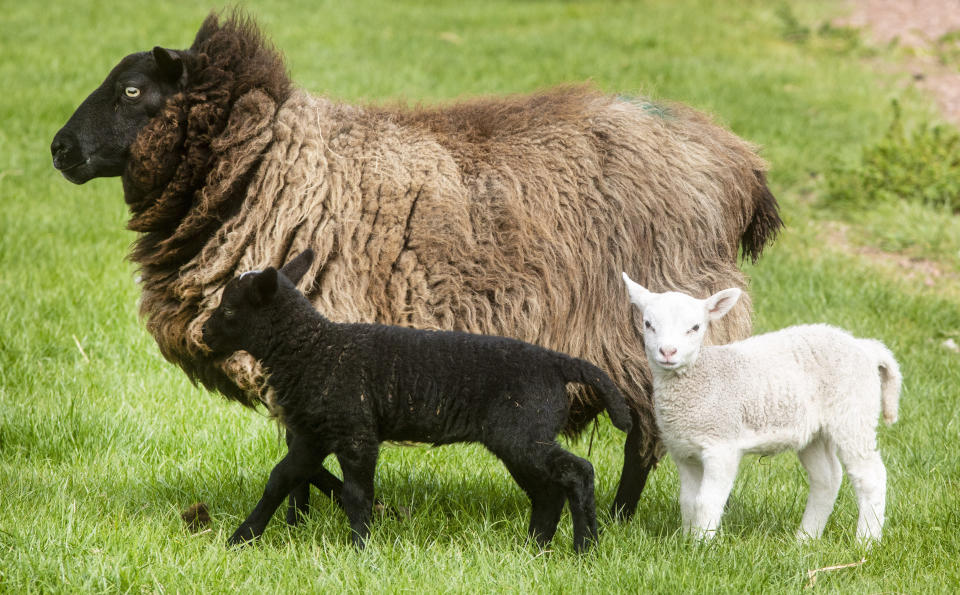 One-week-old female twin lambs, one white and one black enjoy their surroundings at East Links Family Park, East Lothian. See SWNS story SWSClambs.  These are the adorable rare twin lambs shocking visitors to a family park - after they were born completely different colours. The lambs - one black and one white - were born on April 29, at East Links Family Park, in Dunbar, East Lothian.  It is rare for two lambs to be born out of the same mother, but be a completely different colour, according to park manager Barry Cowan. Their mother is a black cheviot sheep but it is still not known who she matted with after the lambs came out in opposite colours.  And customers visiting the family park have been left baffled by the lamb's distinctive colour difference.  Manager Barry said the lambs have not yet been named and added:"I believe for them to be born like that is quite rare, we just don't know how rare it is.