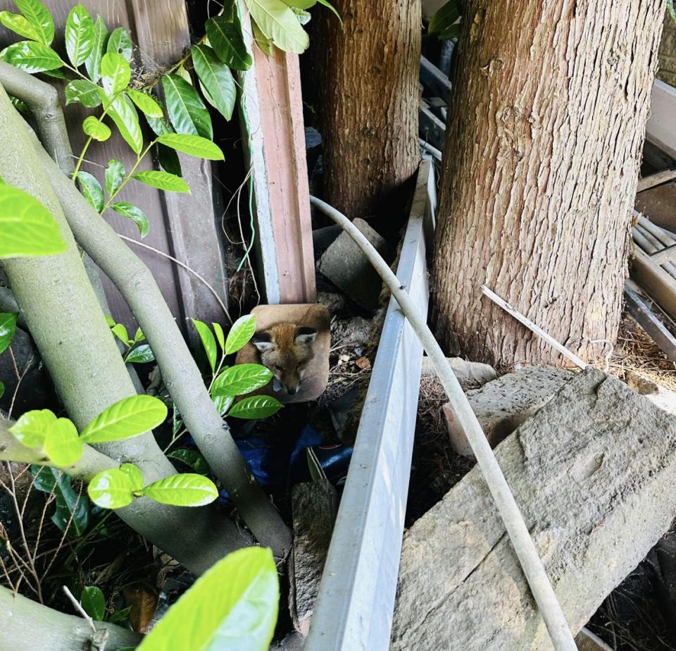 Fox cub nestled between fence with litter wrapped around its neck