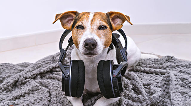 Spotify Just Created a Playlist & Podcast for Dogs to Listen to