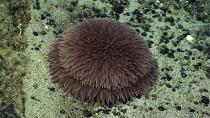 <p>This pompom anemone is part of the seafloor community on the summit of Physalia Seamount and is rarely seen. While it looks like a plant, it is in fact an animal. It uses its tentacles to sting and subdue its prey, and then transfers it to a central mouth. These anemones are very sensitive to disturbance; when disturbed, the tentacles detach, making the animal unrecognizable. (Photo: NOAA Okeanos Explorer Program, 2013 Northeast U.S. Canyons Expedition Science Team) </p>