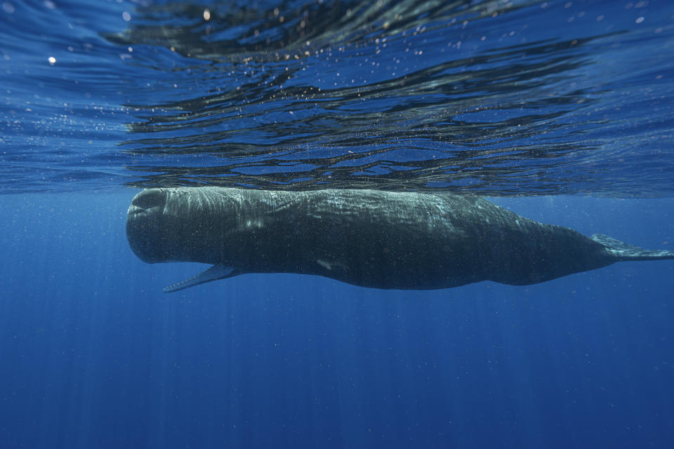 A sperm whale swims off the coast of Dominica in March 2024. In a study published Tuesday, May 7, in the journal Nature Communications, scientists studying the sperm whales that live around the Caribbean island have described for the first time the basic elements of how they might be talking to each other, in an effort that could one day help us to better protect them. (Samuel Lam via AP)