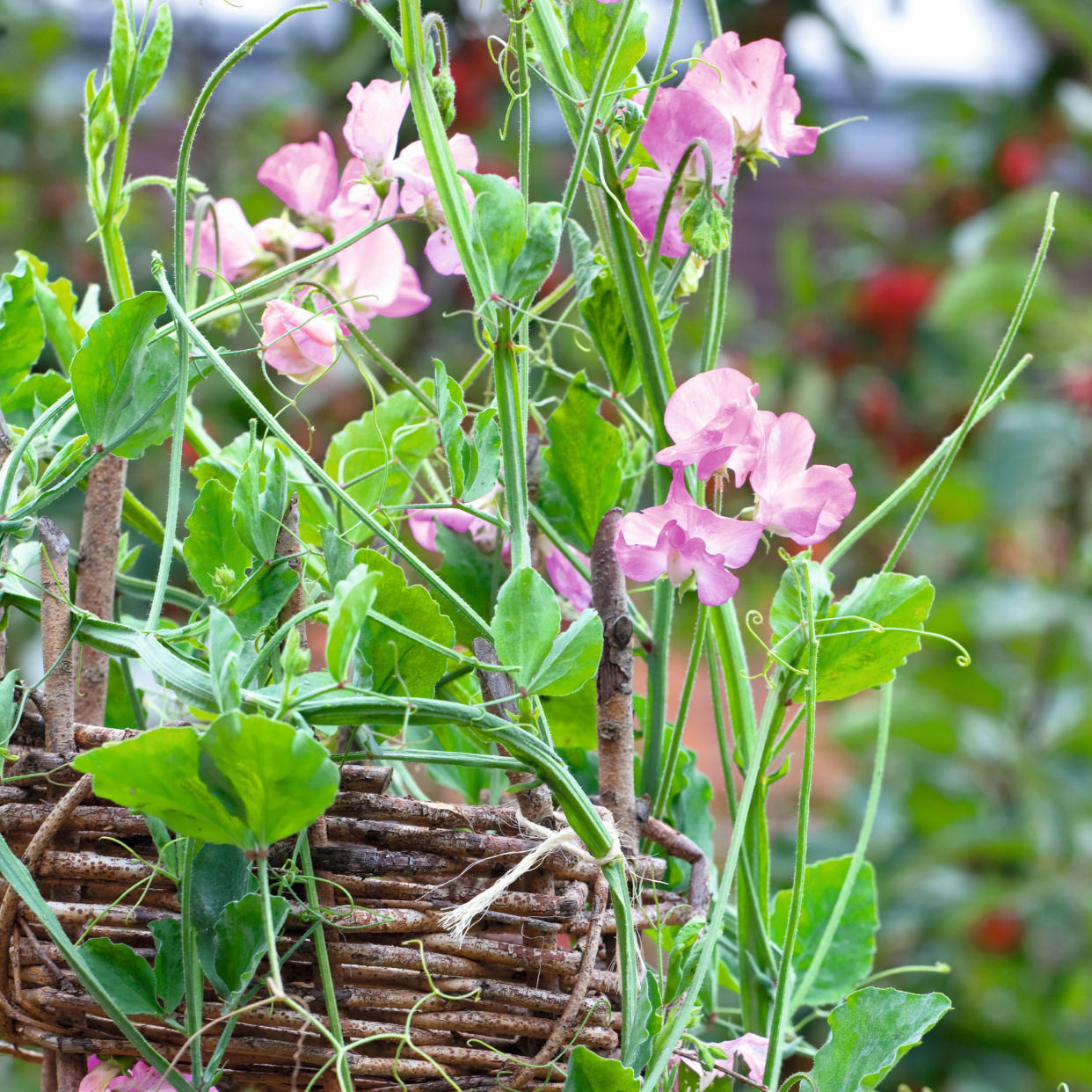  Sweet peas growing in basket and up trellis. 