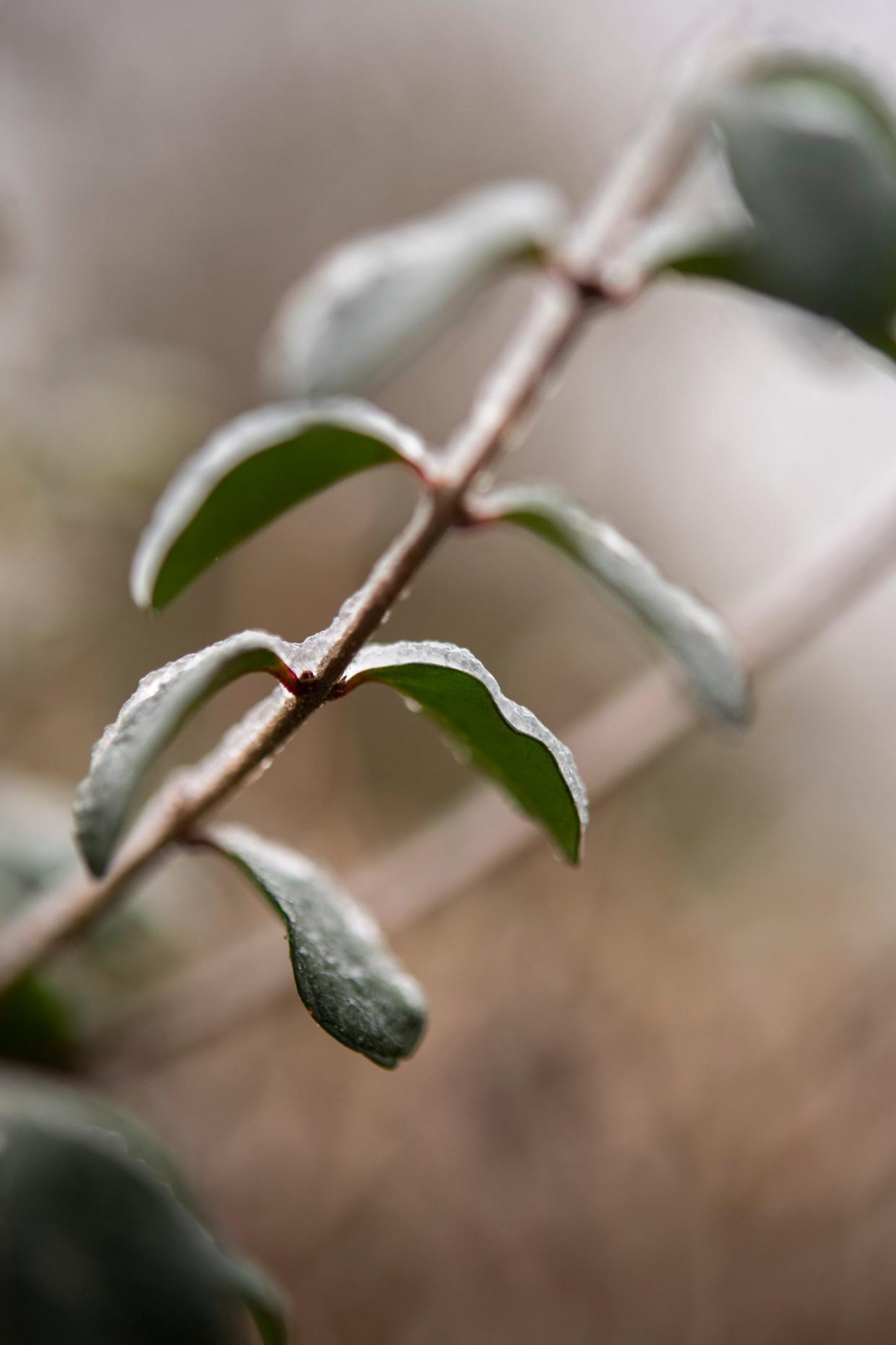 A layer of ice coats leaves in Nashville during a winter storm last year.