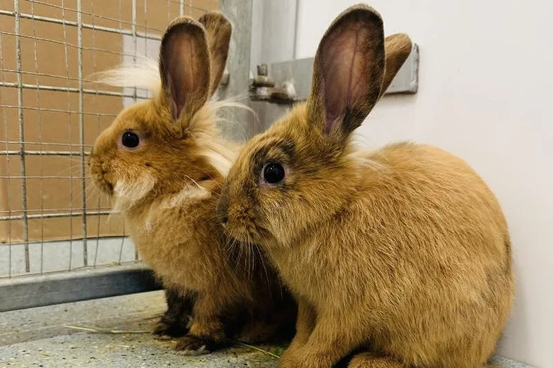 Bluebell and Buttercup are a closely-bonded pair of sisters who do almost everything together. They're about three months old and are big foodies, they love their greens – and they're very curious and playful. (Photo: RSPCA)