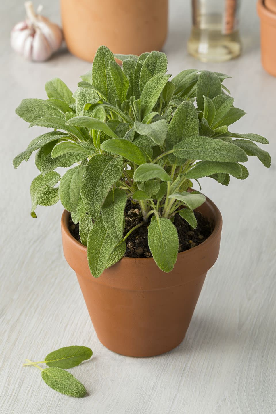 <p>Sage’s strong smell and oil both act in repelling mosquitoes and flies. Keep a sage plant in your home, and then take cuttings and burn them once the leaves are dried out. This is particularly good for when you’re entertaining alfresco. </p><p><a rel="nofollow noopener" href="https://www.waitrosegarden.com/plants/_/salvia-officinalis/classid.1000001659/" target="_blank" data-ylk="slk:BUY NOW;elm:context_link;itc:0;sec:content-canvas" class="link ">BUY NOW</a></p>